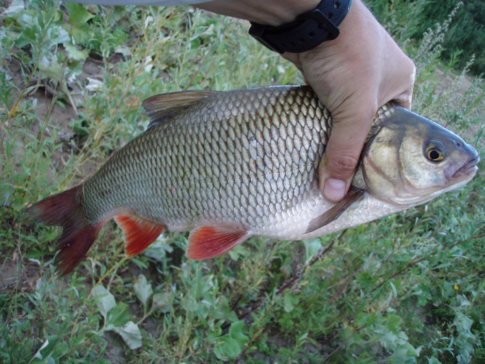 http://forum.tatfish.com/download/file.php?id=21284&mode=view/P8030311.jpg