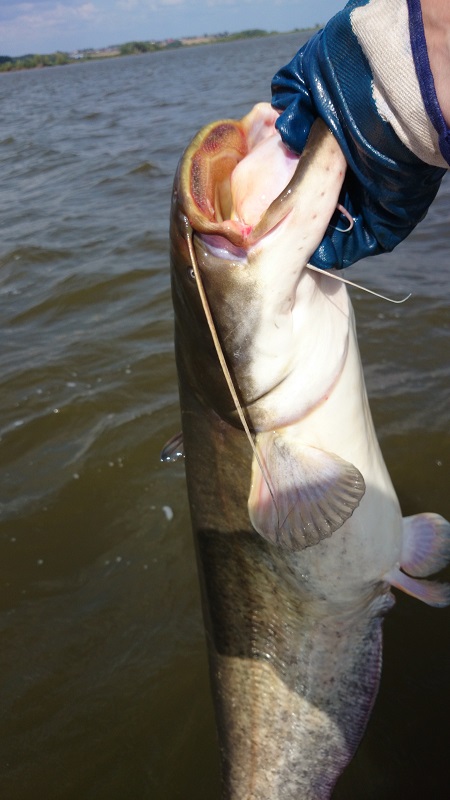 http://forum.tatfish.com/download/file.php?id=21383&mode=view/DSC_0206_1.jpg