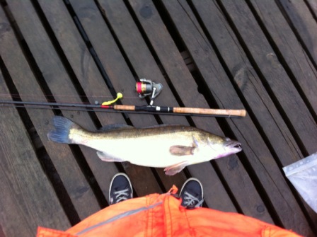 http://forum.tatfish.com/download/file.php?id=21681&mode=view/IMG_1056.JPG