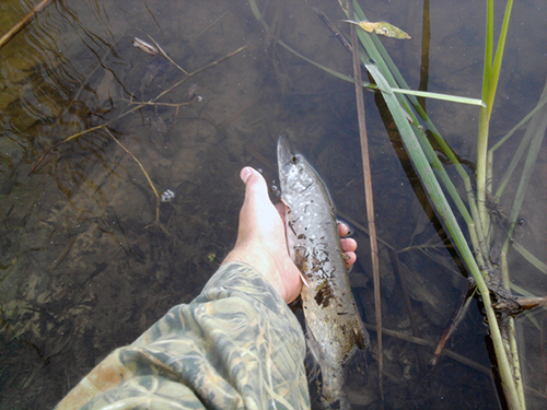 http://forum.tatfish.com/download/file.php?id=21832&mode=view/%D0%A4%D0%BE%D1%82%D0%BE1180.jpg