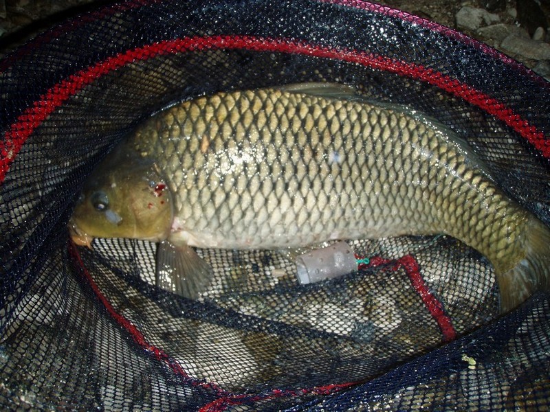 http://forum.tatfish.com/download/file.php?id=21959&mode=view/P9110475.jpg