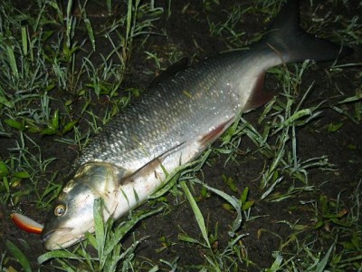 IMG_0533.JPG