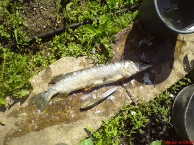 щука 07.07.12 123.jpg