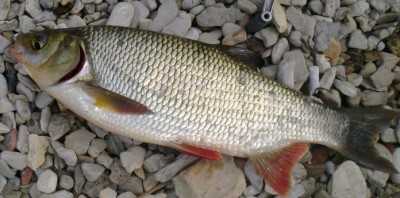 язь2.jpg (106.03 КБ) 8378 просмотров язь2.jpg