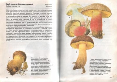 На всех страницах цветные иллюстрации.