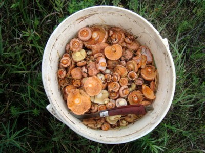 рыжики.JPG