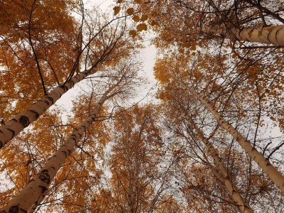 DSCF4390.jpg