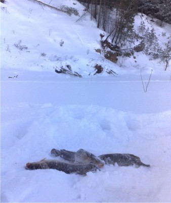нп.jpg