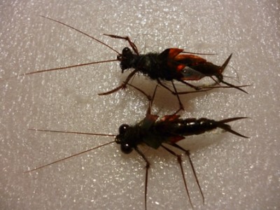 P1080776.JPG (112.96 КБ) 9547 просмотров P1080776.JPG