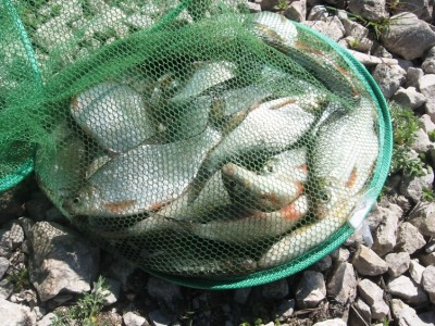 IMG_3975.jpg