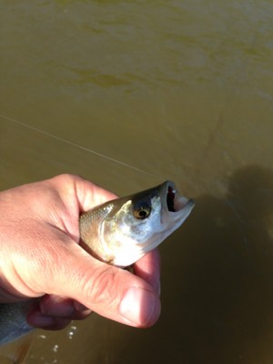 IMG_5334.jpg