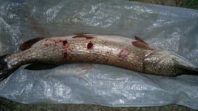 29062013047.jpg