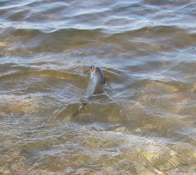PA090849.jpg