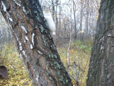 солонец
