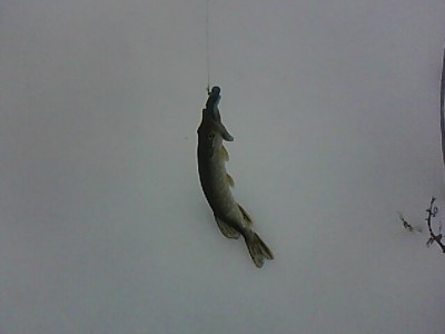 IMG1600A.jpg