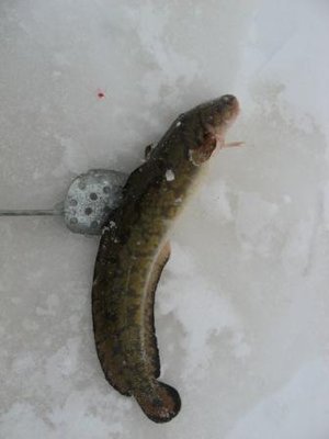 IMG_2069.JPG