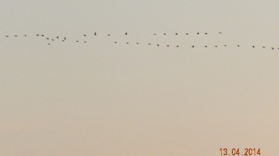 DSCN7413.JPG