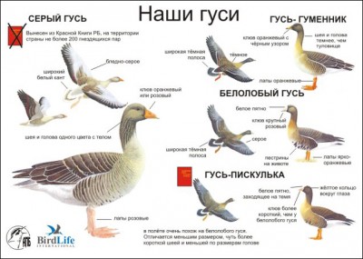порода гусей.jpg