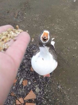 прикол.jpg