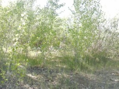 CAM00550.jpg