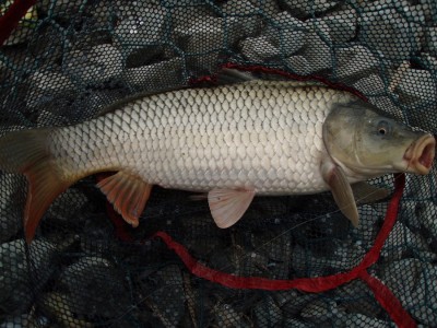 1,88 кг (50 см)