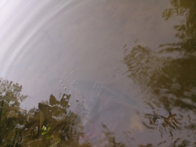 DSC_0395.jpg