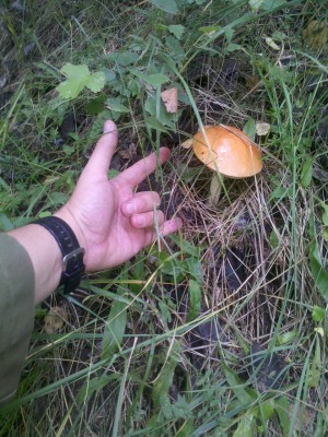 2014-08-28_13-52-06_657.jpg