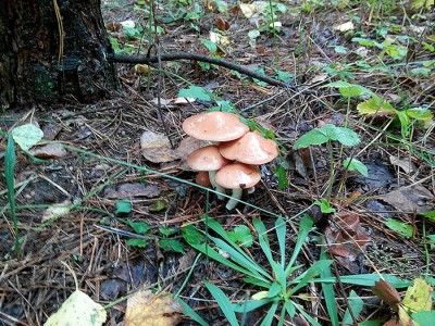 DSC_0234.jpg