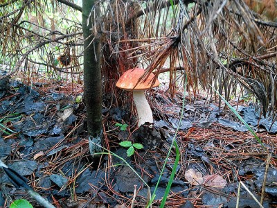 DSC_0237.jpg