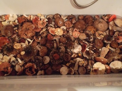 DSCF9597.JPG