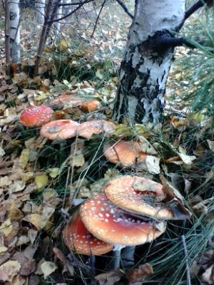 IMG_20140918_110635.jpg
