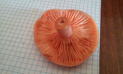 20140919_151433.jpg