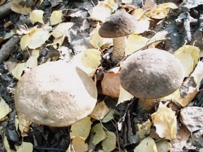 P9200500.jpg