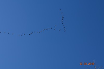 DSC_0052.JPG