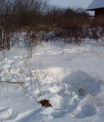 Приходила корова с телёнком 2 дня ели веточки.