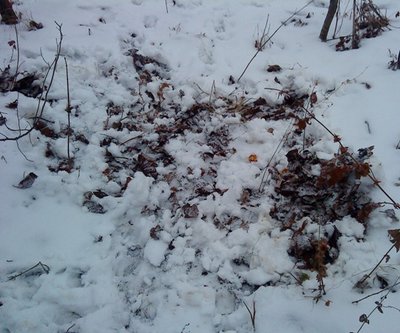 Это кабаны осенью приходили за яблоками.