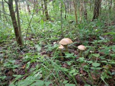 DSC02748.JPG