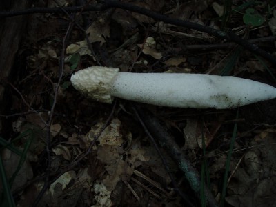 P8020245.jpg