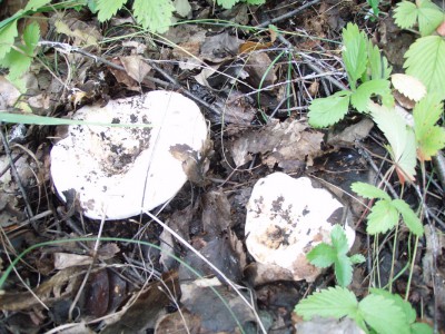 P8020241.jpg