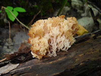 DSC00331.jpg