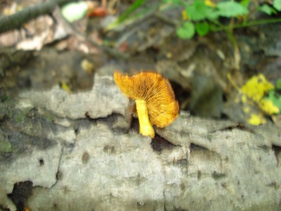 DSC00336.jpg