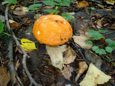 DSC00339.jpg