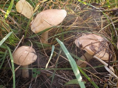 DSCF8405.jpg