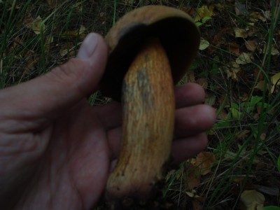 DSC00560.jpg