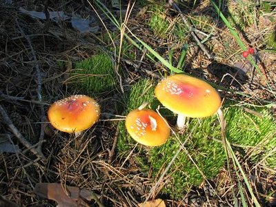 IMG_1476.jpg