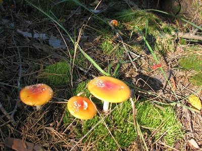 IMG_1477.jpg