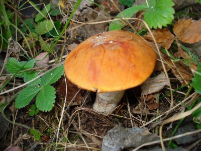 DSC00598.jpg