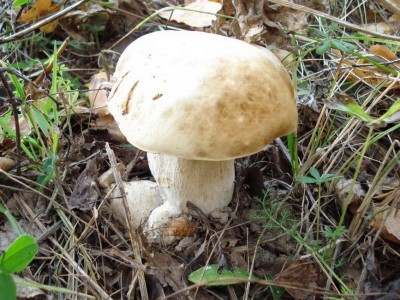 DSC00596.jpg