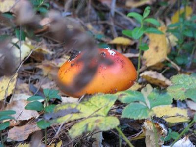 IMG_1479.jpg