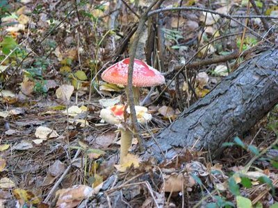 IMG_1480.jpg